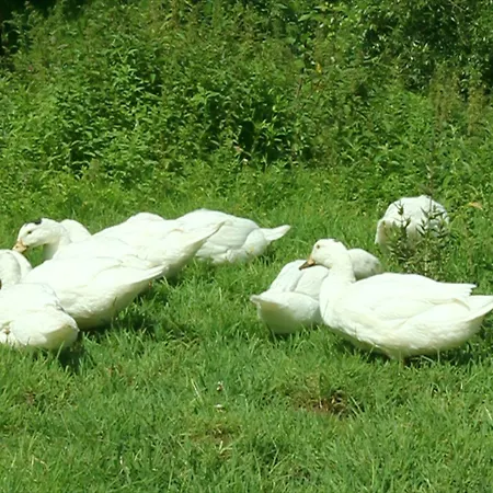 Poggio Del Sole San Gemini